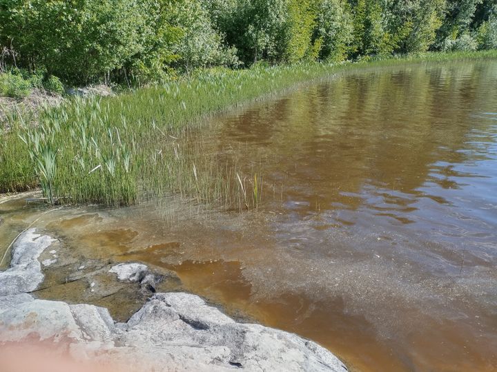 Lappeenrannan Haapajärven pinnalla näkyy siitepölyä.