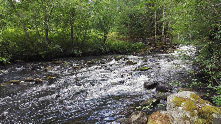 Inkilänkoski Juvalla. Kuva: Elina Häikiö. Vapaa julkaistavaksi.