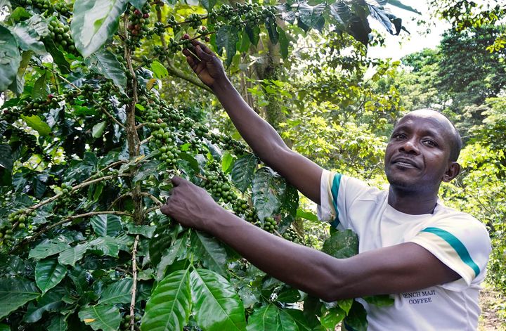 Ilmastokriisi ja hintojen nousu kurittaa viljelijöitä Etiopiassa. Kahviviljelijä Sisay Bedilu on saanut Reilusta kaupasta tukea ilmastonmuutoksen hillitsemiseen. Kuva: Fairtrade Africa