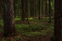 Metso-ohjelman suojelualueen kangasmetsää, kuvaaja Henri Niiranen.