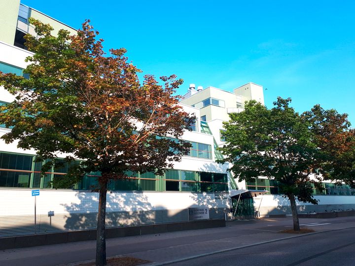 Vaahteroita Viikinkaarella.