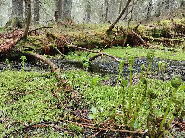 Kivesvaaran suojelukokonaisuus muodostaa yhden arvokkaimmista suojelualuekokonaisuuksista Kainuun vaarajakson lehtokeskuksen alueella. Kuva: Pekka Manninen.