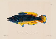 Wilhelm von Wright: Cuckoo-Wrasse, Male (1836–1857). Finnish National Gallery / Ateneum Art Museum. Photo: Finnish National Gallery/Ainur Nasretdin.