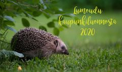 Kuva: Vesa Turtola.