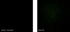 Nanopinnoitettu lasi monikymmenkertaistaa mikroskoopin tarkkuuden. Kuvassa koronavirusta sisältävä näyte ilman pinnoitettua lasia (vasemmalla) ja XFoldin nanopinnoitetun lasin kanssa (oikealla). Kuva: XFold Imagining Oy