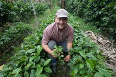Kahvinviljelijä Sergio Cruz nicaragualaisen Reilun kaupan kahviosuuskunnan taimitarhalla. Sienitaudin tuhoamien kahvipensaiden tilalle kasvatetaan uusia taimia. Kuva: Sean Hawkey