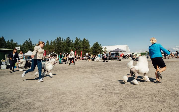 KalaDOGi Show 2020 takes place in July. Photo: Tuukka Luukkonen
