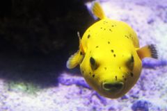 Pippuripallokala Pörrö