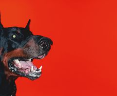Jouko Lehtola: Koira punaisella taustalla, 2004, kromogeeninen värivedos alumiinille, 150 × 184 cm, Turun taidemuseo. Kuva: Jouko Lehtola