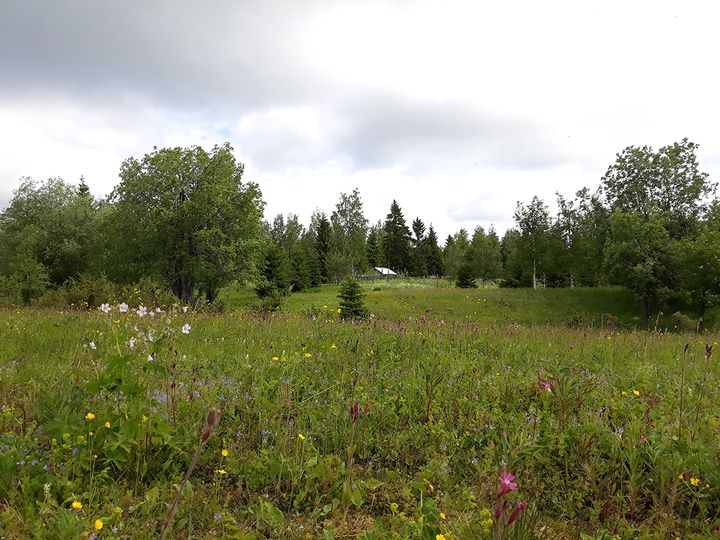 Mutkalan niitty Hyrynsalmella on maakunnallisesti arvokasta perinnebiotooppia, jota on hoidettu HELMI-ohjelman rahoituksella.