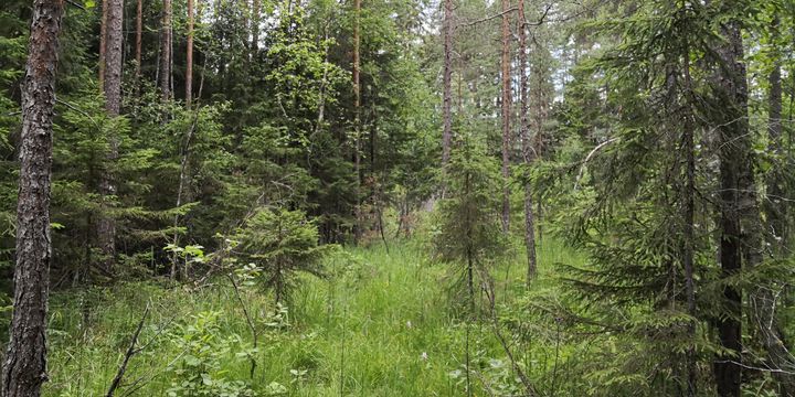 Kuva: Janne Sormunen