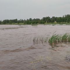 Lappeenrannan Haapajärvellä tuuli on sekoittanut veden ja sinilevää ei vielä näy kuin vähän veteen sekoittuneena.