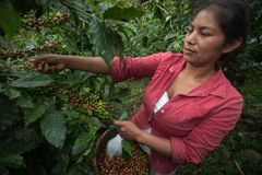 Nicaragualainen Reilun kaupan kahvinviljelijä Marlene Romero Lopez, kuva: Sean Hawkey