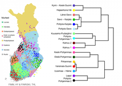 Esimerkki tutkijoiden havaitsemasta Suomen sisäisestä geneettisestä hienorakenteesta. Tässä esimerkissä suomalaiset on jaoteltu 17 geneettiseen ryhmään. Kukin kartalle merkitty piste esittää yhtä yksilöä ja on värjätty geneettisen ryhmän mukaan. Kartan pohjavärit kuvaavat Suomen murrealueita. Puurakenne kuvaa geneettisten ryhmien sukulaisuussuhteita. Ryhmät on nimetty maantieteellisten alueiden mukaan. Lisää kuvia: https://www.fimm.fi/fi/tutkimus/tutkimushankkeet/finnpopgen