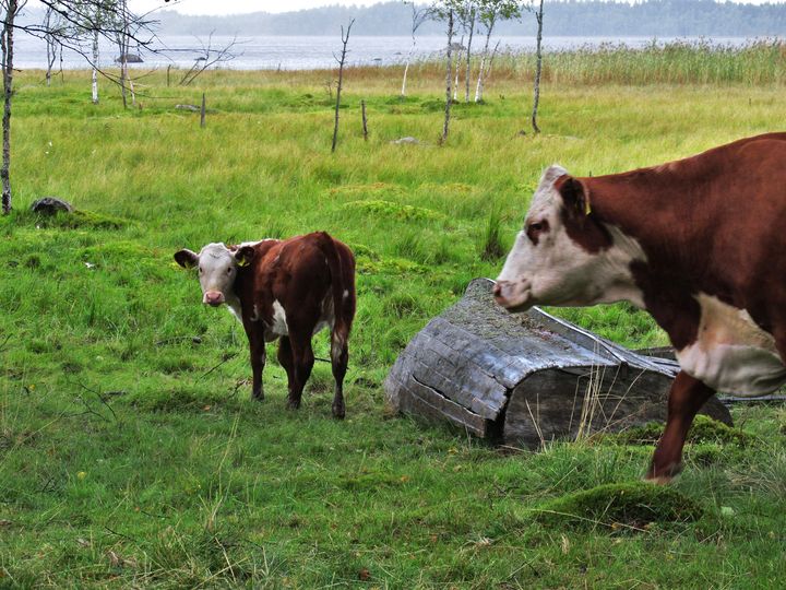 Rantalaidunnusselvityksen tarkoituksena on löytää potentiaaliset rantalaidunnukseen soveltuvat kohteet Pirkanmaan lintuvesillä. Kuva; Hanna Hakamäki