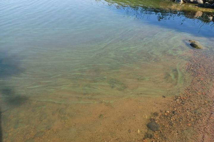 På bilden syns smala algsträngar drivit in till stranden. Tittar man närmare ser de ut som grönaktiga korn. När man rör om med en käpp skingras massan och blandas med vattnet, och det går inte att lyfta upp den på käppen. Man kan också göra ett test med ett vattenglas. Om grönaktiga korn stiger till ytan när vattnet har stått stilla i glaset i cirka en timme, är det sannolikt fråga om blågröna alger. Foto Sirpa Jokipii/Etelä-Pohjanmaan ELY-keskus