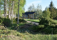 Kylän nuoriso harvensi Simon Pahnilan metsälaitumelta viime kesänä nuorta kuusta ja vesaikkoa. Kuva: Marjut Kokko