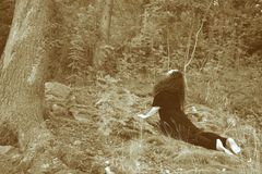 Gabriela Ariana Collective’s Syntyihin syvihin is a dance performance recorded in the woods of Nuuksio, focusing on connection to nature and experiences of foreignness. Photo: Tanja Ahola.