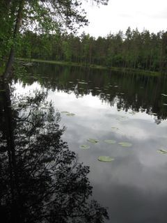 Osa metsään sitoutuneesta hiilestä virtaa edelleen vesistöihin. Kuva: Terhi Rasilo, kuvauspaikka: Valkea-Kotinen, Evo, Hämeenlinna