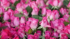 Ruusu on suomalaisten suosikki Reilun kaupan kukista. Kuva: Situma Siepete / Reilu kauppa ry