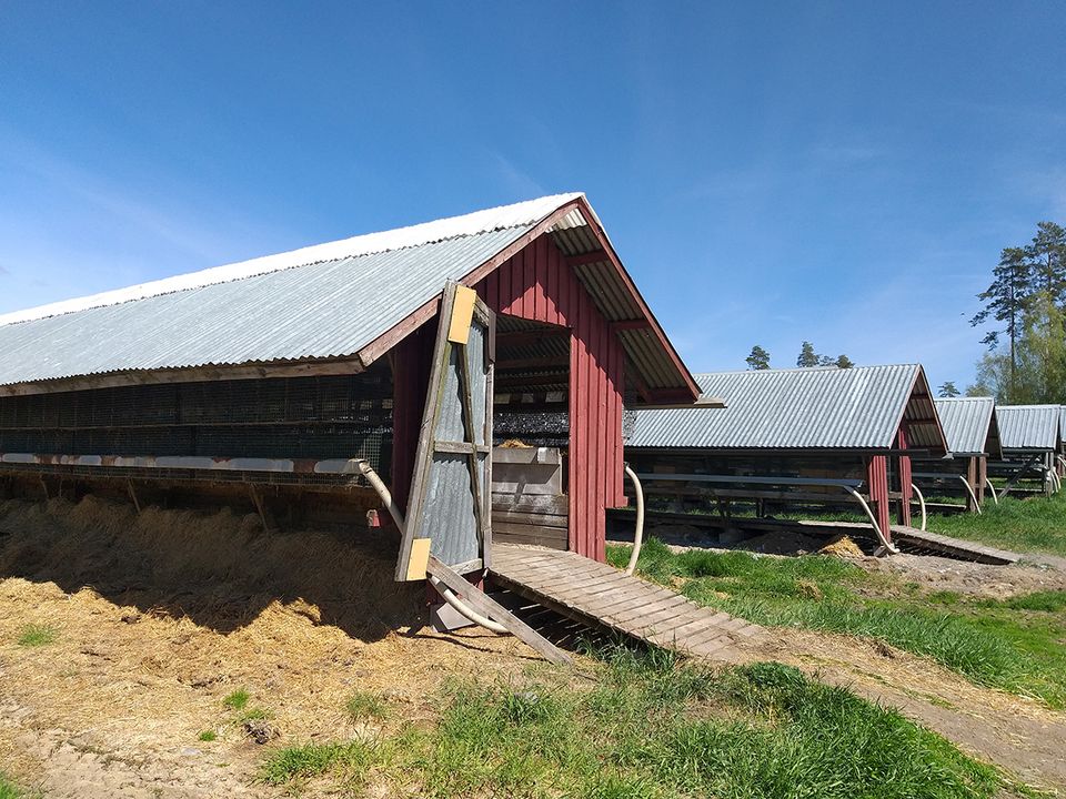 Animalia 2019. Varjotalo Ypäjä