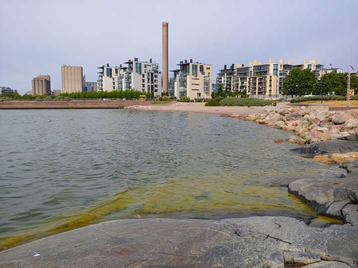Viherahdinpartaa Eirassa. Kuva: Anni Jylhä-Vuorio.