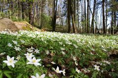 Valkovuokot kukkivat Villa Elfvikin ympäristössä toukokuussa.