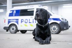 Vuoden poliisikoira 2021 Rami, kuvaaja: Jukka Pätynen/koirakuvat.fi