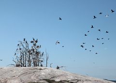 Storskarvar. Foto: Heikki Kotiranta