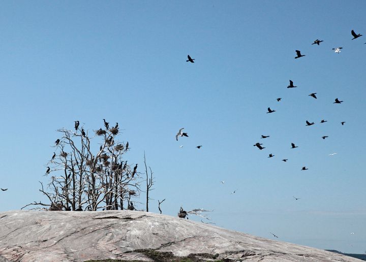 Storskarvar. Foto: Heikki Kotiranta