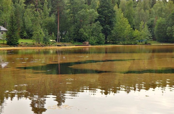 Suopursuruostelautta Tammelan Jänijärvellä, kuvattu heinäkuun lopussa vuonna 2017. Kuva: Ismo Koponen