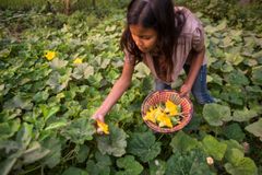 Salima Gurau kerää kasviksia kotipihallaan Nepalissa. Photo: Karine Aigner / WWF-US.