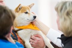 Spesiaaliperjantain ohjelma keskittyy koiran hyvinvointiin ja koira-alan ammatteihin. Kuva: Kennelliitto/Jukka Pätynen