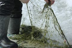 Sipoon edustalla kalaverkkojen limoittumisen ovat aiheuttaneet pääasiassa rihmamaiset viherlevät. © Kuvaaja Seppo Knuuttila