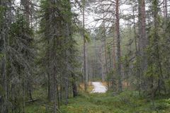 Metsä kätkee sisäänsä Vienan reitin kapulasillan. Kuva Jouko Saastamoinen.