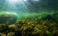 Undervattens natur. ©Jaakko Ruola, BSAG