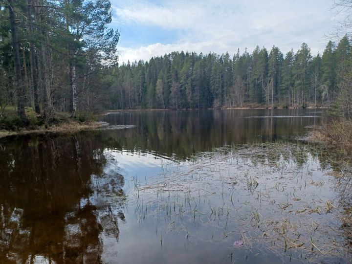 Sotkamon Rauramonlampi. Kuva Timo Piirainen, Kainuun ELY-keskus.