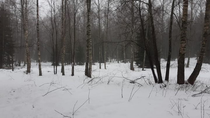 Niittyalue (hakamaa) Uutelassa pienten puiden poistamisen jälkeen. Kuva: Vesa Koskikallio