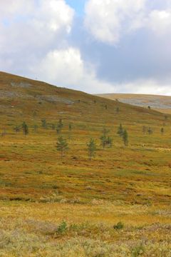 Kuva 4. Ilmaston lämmetessä puuraja nousee paljakalla. Pallas-Yllästunturin kansallispuisto. © Pälvi Salo.
