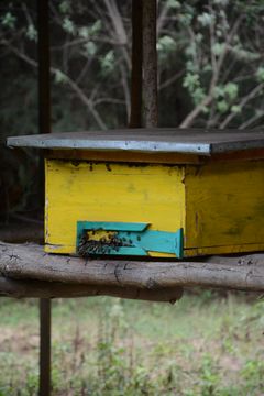 Projektialueella toimivan taimiston yhteydessä hoidetaan myös mehiläisiä.