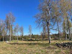 Perinnebiotoopeille etsitään aitaajia ja laiduntajia. Kuva: Hilja Kohonen / Pohjois-Karjalan ELY-keskus.