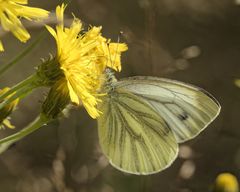 Kuva: Pieris napi, lanttuperhonen. Kuva Oulun yliopisto / Sami Kivelä