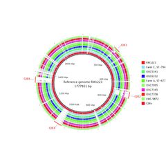 C. jejuni ST-677 kantojen genomien vertaaminen.