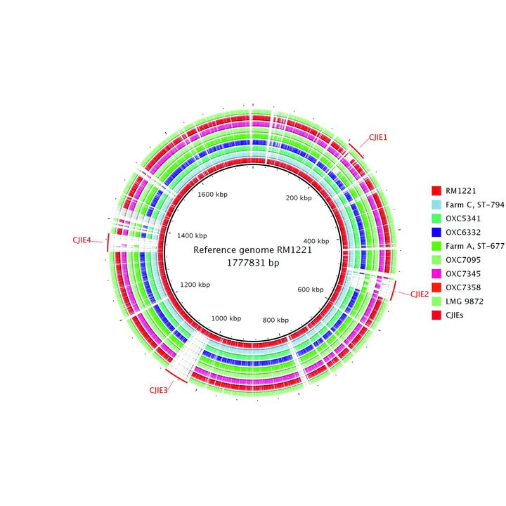 C. jejuni ST-677 kantojen genomien vertaaminen.