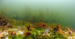 HI-RES: Klimatförändringen kan ge upphov till samma typer av fenomen som eutrofiering. Bilden visar en dysfunktionell grunt mjukbotten, där trådformade alger har vuxit kraftigt på grund av höga näringsämneshalter. Trådalgerna täcker och kväver gradvis blåstången och vattenväxterna. Mellan växterna ser man en vit bakteriematta, som vittnar om lokal syrebrist. Klimatförändringen kan ytterligare öka avrinningen av näringsämnen till våra kustvatten, och syreförbrukningen accentueras i varmare vatten. Foto: Mats Westerbom.
