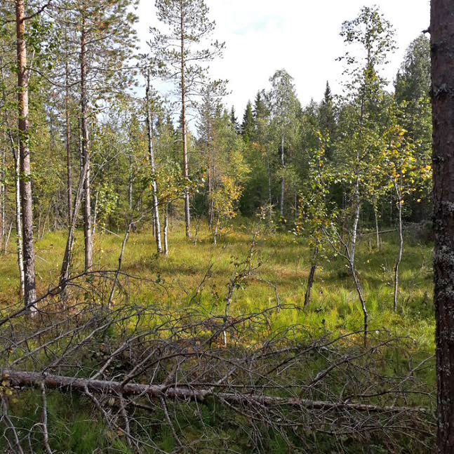 Luonnontilaiset suoelinympäristöt täydentävät kohteen kokonaisuutta ja lisäävät suojelullista arvoa. Kuva Marja Manninen.