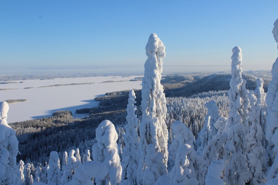 Kolin talvimaisema Koli Horizons pääkuva