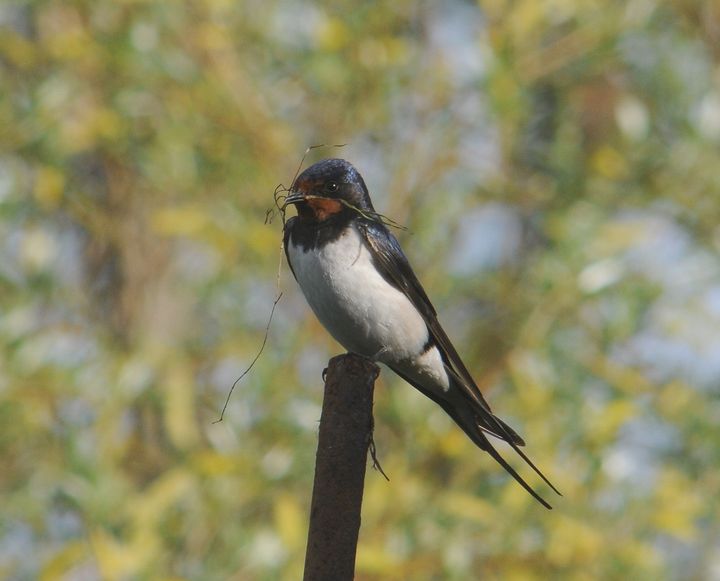 Ladusvala (Hirundo rustica). Bild: Aleksi Lehikoinen.