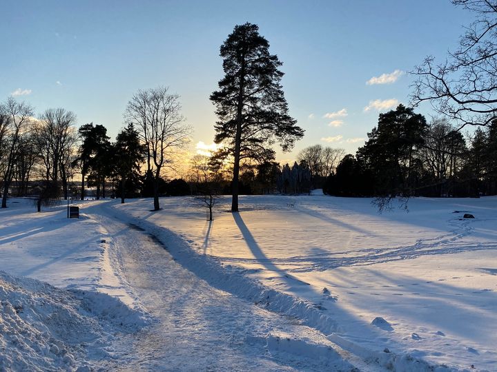 Sibeliuksenpuiston huonokuntoisia puita kaadetaan ennen lintujen pesimäkauden alkua. Kuva: Helsingin kaupunki/ Mikko Turunen