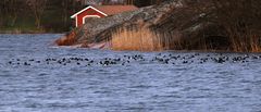 Talvehtivien vesilintujen, kuten kuvan tukkasotkien, nopea runsastuminen on kotimainen esimerkki talvisista lintuyhteisömuutoksista. Kuva: Aleksi Lehikoinen